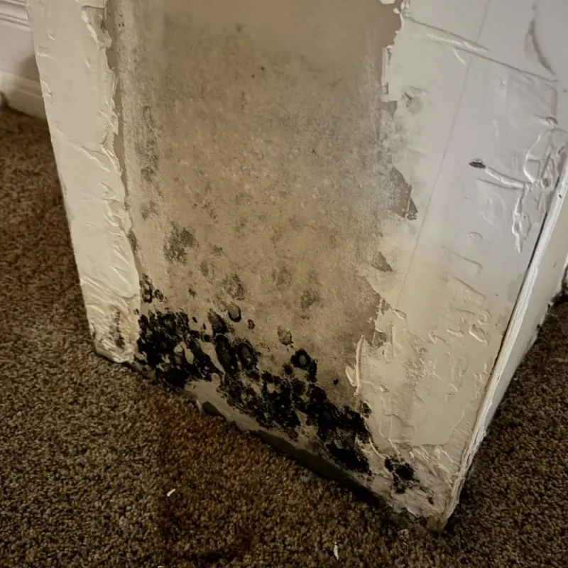 Professional Mold Removal in Wayne County, MI